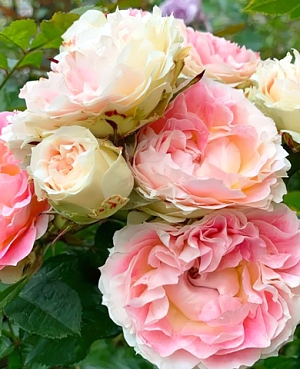 Роза плетистая-клаймбер Цезарь