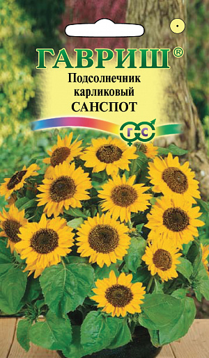 Семена Подсолнечник Санспот карликовый.
Невысокое растение, высота которого не превышает 40 см, можно с успехом использовать для патио-культуры. Формирует компактный кустик с гигантскими для такого растения, очень яркими соцветиями, достигающими 20 см в поперечнике. Подсолнечники светолюбивы и теплолюбивы и не выносят заморозков. Хорошо растут на солнечном, теплом, защищенном от ветра месте с плодородной, рыхлой и нейтральной почвой. В Средней России посев производят прямо в грунт в середине мая, гнездами по 2-3 семени, на расстоянии 35-45 см. Можно выращивать подсолнечник и рассадным способом, но в этом случае необходимо обеспечить растению достаточное количество света, иначе стебли будут слабыми и изогнутыми. Всходы подсолнечника появляются через 6-8 дней после посева. Выращивают в вазонах перед домом, на рабатках и клумбах большого размера как растения переднего плана, группой на газоне, на балконах.