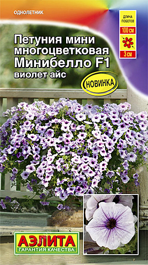 <div>
 Семена Петуния мини Минибелло F1 виолет айс.
</div>
 Блистательная новинка на рынке петуний!<br>
 <br>
 По обилию и продолжительности цветения не имеет равных и напоминает калибрахоа. Растения усыпаны многочисленными мелкими цветками. Непрерывно и обильно цветут с весны до поздней осени благодаря гену мужской стерильности. Каскадные побеги, достигающие 100 см. в длину, активно ветвятся и стремятся вверх и в в стороны. Благодаря этому серединка куста никогда не бывает пустой, она постоянно скрыта цветущей шапкой. Гибрид обладает высокой устойчивостью к перепадам температуры. Возможности использования безграничны-кашпо, подвесные корзины, балконные контейнера, цветники открытого грунта.<br>