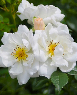 Роза почвопокровная Бьененвайде Вайс (Bienenweide Waise)