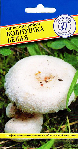 Мицелий грибов Волнушка белая