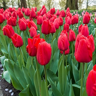 Тюльпан Дарвинов гибрид Ред Прайд