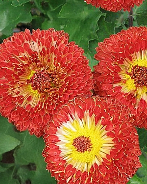 Хризантема корейская Шенон Хризантема корейская Шенон