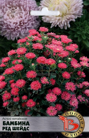 Уникальное сочетание типа куста и формы цветка сортотипа “Мацумото” и карликовых качеств привели к потрясающему результату.
Аналогов серии Бамбина нет в мировой селекции астры – это абсолютно уникальное растение.
- одно растение формирует 40-60 боковых побегов второго порядка, формирующих цветки
- каждое отдельное растение представляет собой шаровидный куст, покрытый очаровательными цветками
- цветки диаметром 2-2,5 см, состоящие из ланцетовидных лепестков, расположенных по окружности в несколько слоев, чем ближе лепестки к центру цветка, тем они меньше, что обеспечивает очаровательную махровость
- высота растения 15-20 см, с активным ветвлением у основания
- использование – горшки, вазоны, оформление клумб
Посев: апрель-начало мая для цветения в августе-сентябре. Семена равномерно распределяют по поверхности подготовленного стерильного (для избежания поражения сеянцев черной ножкой) грунта, слегка присыпают субстратом, полив теплой водой.

Прорастание: 12-16 дней при температуре 15-16 °С.