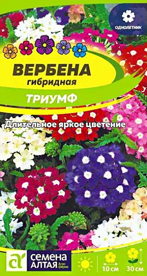 Семена Вербена гибридная "Триумф".<br>
Яркий декоративный однолетник с душистыми цветками. Высота растения до 30 см. Цветки собраны в плотные яркие соцветия-щитки разнообразной окраски, диаметром до 10 см. Благодаря своей неприхотливости, вербена находит широкое применение в цветоводстве, особенно в оформлении парадных композиций однолетников, а также в создании миксбордеров и цветущих участков на газонах. Свето- и теплолюбивое растение, устойчиво к недостатку влаги, вредителям и болезням. Переносит как высокие температуры, так и кратковременные заморозки. Предпочитает солнечные участки на суглинистых среднеудобренных почвах. Посевы на рассаду проводят с конца февраля в рассадные ящики. Семена равномерно раскладывают по поверхности увлажненного субстрата, не заделывая, а лишь слегка вдавливая в субстрат. Ёмкость с посевами накрывают непрозрачной плёнкой и помещают в тёплое (+25ºС) место, периодически проветривая. Всходы появляются на 4-7 день, пленку снимают, контейнер переносят в более прохладное (+15-17ºС) место с хорошим освещением. Через 4-5 недель сеянцы пикируют в отдельные горшочки. Высадка рассады в открытый грунт – в конце мая - июне, когда минует угроза возвратных заморозков. Посадочный интервал – 30 см. Цветет с середины июня до заморозков.