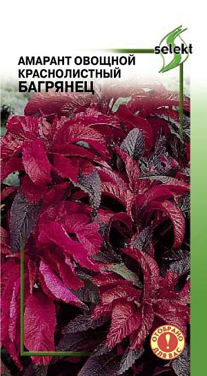 Однолетнее раннеспелое (28-35 дн. от всх) травянистое растение. Имеет другое название - Китайский шпинат. Высота -100-150 см. Литья эллиптические, красно-фиолетового цвета,снизу более крупные, чем вверху, маслянистые. Соцветия прямостоячие, красно-фиолетовые. В пищу используют листья в свежем и термически обработанном виде. Амарант содержит незаменимые аминокислоты, микроэлементы, антиоксиданты. Проростки семян амаранта обладают противоопухолевыми свойствами. Растение также обладает отличными декоративными качествами.
