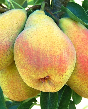 Саженцы Груша Фаворитка