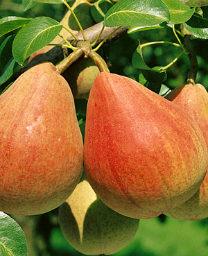 Саженцы Груша Флейта