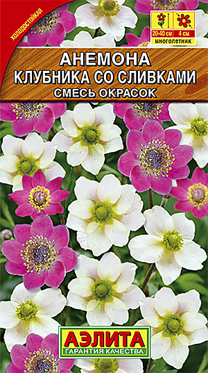 Семена Анемона Клубника со сливками смесь окрасок.
Редкий и красивый травянистый многолетник. Анемона с летним сроком цветения, размножается только семенами. Формирует розетки из рассеченных прикорневых листьев с возвышающимися над ними стеблями 25-40 см высотой. Цветки диаметром 3-4 см, цветение обильное. Растения прекрасно растут как на солнце, так и в полутени. Идеально подходят для выращивания в каменистых садах и в классическом миксбордере из многолетников. Пригодны для контейнерной (горшечной) культуры. 
Агротехника. Посев семян под зиму или весной. При весеннем посеве требуется предварительная стратификация в течение трех месяцев. Семена светочувствительные, посев поверхностный, без заделки грунтом. Всходы появляются через 3-4 недели. Пикировка с развитием первой пары настоящих листочков. Высадка рассады в грунт после окончания весенних заморозков. При осеннем посеве плошки с посеянными семенами прикапывают на грядах в октябре.