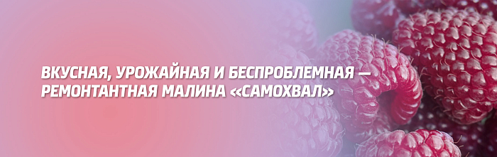 ВКУСНАЯ, УРОЖАЙНАЯ И БЕСПРОБЛЕМНАЯ: РЕМОНТАНТНАЯ МАЛИНА ''САМОХВАЛ'