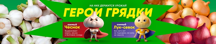 Сажаем осенью для весеннего урожая! Озимые лук, чеснок, зелень и не только