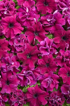 Петуния «Пурпурное чудо» (1959 г.)
Классический сорт, знаменитый своей уникальной для своего времени густой пурпурно-красной окраской. Благодаря интенсивности и красоте этого цвета, сорт сохраняет неизменную популярность у нескольких поколений садоводов-любителей.