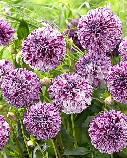 Георгин шаровидный Марбл Болл