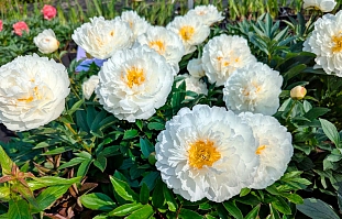 Пион травянистый Фринджед Айвори