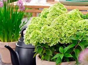 Гортензия метельчатая Литтл Эппл