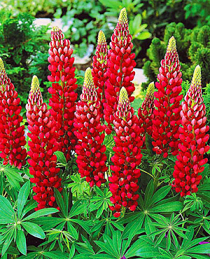 Люпин гибридный красный