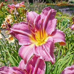 Лилейник Блю айз