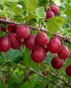 Крыжовник Белорусский красный