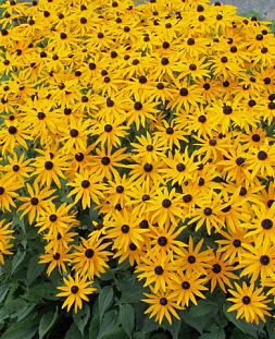 Рудбекия блестящая Голдштурм