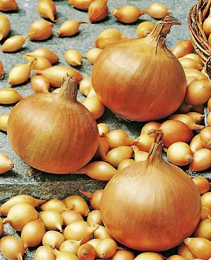 Лук-севок озимый Августа