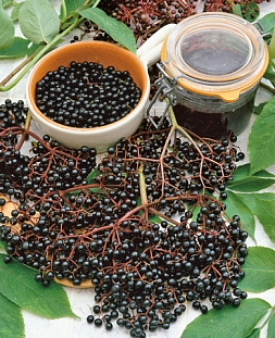 Бузина Самуэль Бузина Самуэль