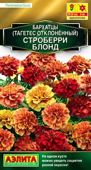 Семена Бархатцы отклоненные Строберри блонд. Уникальная новинка – сорт-хамелеон! На одном кусте можно увидеть соцветия разной окраски. Вид растения меняется, как в калейдоскопе. На динамику смены тонов влияет температурный фон. В прохладную погоду окраска цветков меняется медленно, при повышении температуры – ускоряется. Куст с хорошим ветвлением, 20-25 см. высотой и около 20 см. в ширину. Соцветие гвоздиковидной формы,  диаметром  6 см, густомахровое. Рекомендуется для оформления садовых цветников и контейнерной культуры. Инкрустированные семена очищены от хохолков.<br>
 <br>
  Бархатцы предпочитают солнечные участки с дренированными, плодородными почвами нейтральной кислотности. Растения теплолюбивые, быстрорастущие, взрослые – достаточно засухоустойчивые.<br>
 <br>
 <br>
 <br>
 <br>