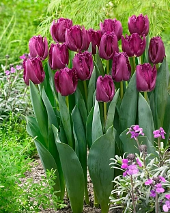 Тюльпан бахромчатый Сан Клементе