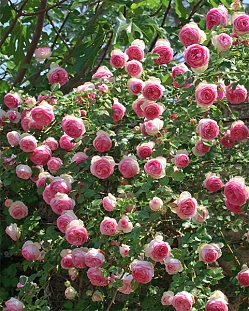 Роза плетистая-клаймбер Пьер де Ронсар Роза плетистая-клаймбер Пьер де Ронсар