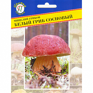 Мицелий грибов Белый гриб сосновый