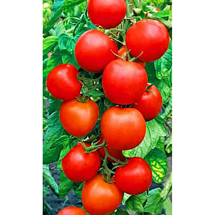 Семена Томат Челябинский засол