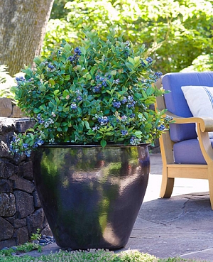 Саженцы Голубика низкорослая Чиппева