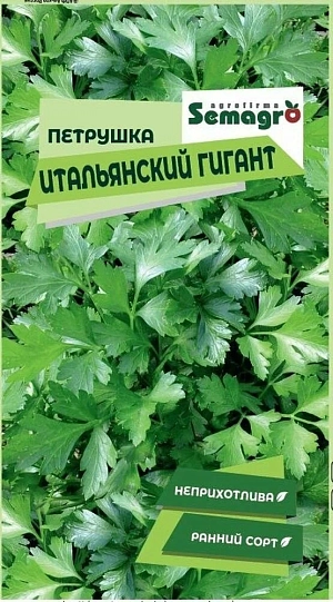 Петрушка Итальянский гигант