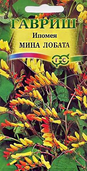 Семена Ипомея Мина Лобата<br>
 <br>
 Однолетняя лиана с изящными, многочисленными побегами длиной до 2,5 м, эффектно обивающими опору. Декоративна красивыми, черепитчато располагающимися трехлопастными темно-зелеными листьями и свисающими многочисленными соцветиями. Цветки узкотрубчатые, по форме напоминают банан в миниатюре, образуются массово в течение всего лета. Со временем они изменяют окраску от красной до оранжевой, затем желтой, и, наконец, белой, так что взрослое растение бывает покрыто сразу цветками разнообразных оттенков. Цветет с конца июля-начала августа до заморозков. Теплолюбива, предпочитает солнечные места, песчаную, хорошо дренированную почву. Семена на рассаду высевают в марте. Подросшие растения высаживают в открытый грунт в мае-июне на расстоянии 35-50 см. Выращивается в открытом грунте для декорирования беседок, балконов и изгородей, а также как горшечное растение для комнат и патио.<br>