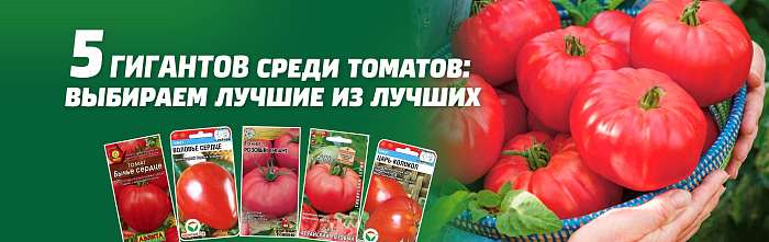 Пять гигантов среди томатов: выбираем лучшие из лучших