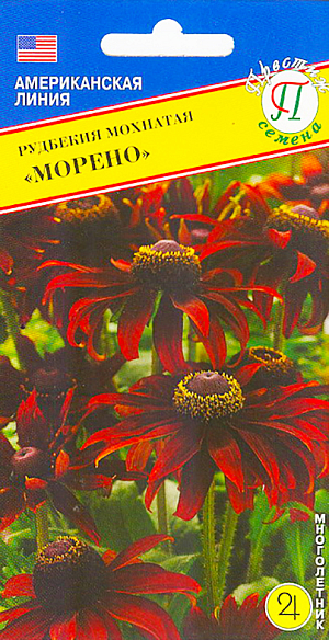 Семена Рудбекия мохнатая Морено.
Многолетник. Высота 30-50 см. Серия представляет собой многолетние растения с уникальным окрасом цветков - "Махагон", глубокий красно-коричневый, бархатистый цвет. Это растение станет любимицей в вашей коллекции. Куст хорошо разрастается в ширину, что позволяет высаживать Рудбекию как в контейнеры так и в миксбордеры. Для получения цветущих растений в июне-июле семена сеют в конце марта - апреле. Семена нужно присыпать тонким слоем земли и слегка увлажнить. При температуре 16-18С они всходят через 2-3 недели. Подросшую рассаду высаживают в сад после окончания весенних заморозков, так как все рудбекии в молодом возрасте теплолюбивы, но во взрослом - переносят даже первые осенние заморозки, изменяя только цвет соцветий. Интересно, что даже после отцветания рудбекии не теряют своей привлекательности, так как осенью сохраняют зеленые листья, а шарм придают им выпуклые цветоложа, долго возвышающиеся над растениями. Растение компактное, имеет отличное базальное ветвление, жаростойкое. Предпочитает солнечные места и плодородную глинистую почву.