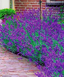 Лаванда узколистная Манстед