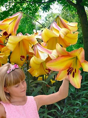 Лилия ОТ-гибрид Райзинг Мун