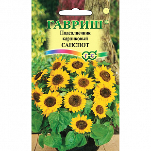 Семена Подсолнечник декоративный Санспот карликовый