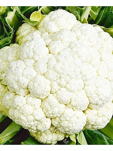 Семена Капуста цветная Альфа 
