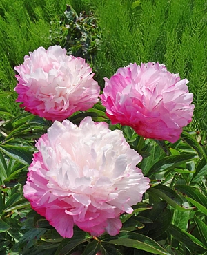 Пион травянистый Джокер