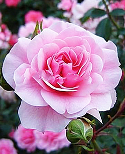 Роза миниатюрная Бубикопф (Bubikopf)