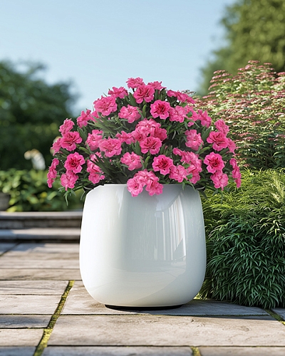 Гвоздика Оскар Неон Пинк