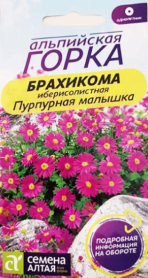Семена Брахикома "Пурпурная малышка". <br>
 <br>
 Грациозное, сильно разветвленное растение 15-25 см. высотой, с изящными листьями и многочисленными мелкими соцветиями. Соцветия – корзинки, 3-3,5см. в диаметре, состоят из расположенных в один ряд по краю язычковых цветков пурпурного оттенка; а в середине – трубчатые мелкие цветки. Используется для украшения клумб, рабаток, бордюров, каменистых горок, горшечной культуры. посев: в марте-апреле на рассаду в ящики с легким песчаным грунтом. Семена слегка вдавливают в почву, не присыпая землей.<br>