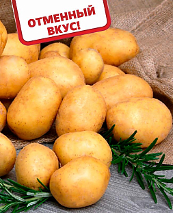 Картофель Зекура