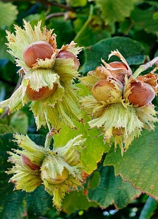 Фундук Трапезунд