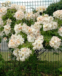 Роза мускусная Салли Холмс Роза мускусная Салли Холмс