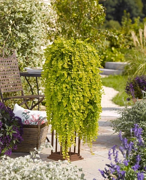 Вербейник монетчатый Голдилокс