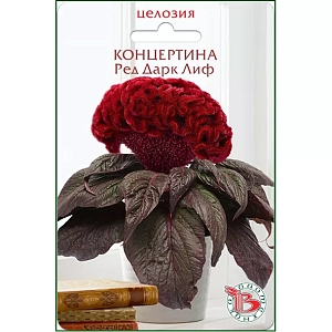 Целозия горшечная Концертина Ред Дарк Лиф из каталога Целозия Целозия горшечная Концертина Ред Дарк Лиф
Отличное растение для домашнего хобби! Карликовая серия Целозии гребенчатой для малообъемного выращивания. Розетка листьев диаметром 15-20 см, соцветие - 10-12 см. Прекрасно подходит для выращивания на подоконнике или балконе.
Посев: в течение всего года, семена в гранулах раскладываются равномерно на поверхности грунта, дополнительно грунтом не присыпаются. Прорастание: 7-10 дней при температуре 22-25 ºС, при выращивании в темное время года необходима досветка 14-16 часов. Пикировка: на стадии 3-4 настоящих листьев в горшки объёмом не менее 100 мл. Цветение: бутоны закладываются на 6-7 неделе выращивания, полное цветение наступает на 14-16 неделе. На одно взрослое растение потребуется 2,5 литра грунта. Подкормка комплексным минеральным удобрением с микроэлементами. Рекомендуется выращивать на солнечных, ярко освещенных местах.