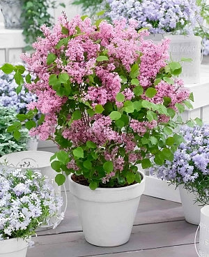 Сирень мейера Флауэрфеста пинк