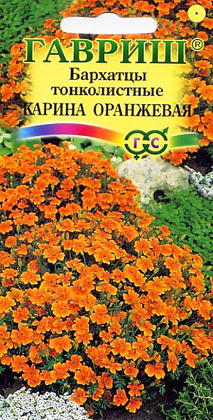 Семена Бархатцы Карина Оранжевая тонколистные.
Обильно цветущий сорт для ярких нарядных цветников. Растение сильноветвистое, формирует раскидистый кустик с изящными перисто-рассеченными листьями. 
В пору цветения растение похоже на цветущий шар, усыпанный оранжевыми соцветиями-корзинками до 3 см в диаметре. 
Бархатцы теплолюбивы и светолюбивы, засухоустойчивы, отзывчивы на плодородие почв. 
На рассаду высевают в начале апреля. 
В открытый грунт можно высевать в конце мая – начале июня. Всходы появляются на 5-10 день. 
Широко используются в озеленении при оформлении бордюров, для выращивания в контейнерах, вазонах. 
Пригодны для выращивания в ампелях на балконах и лоджиях.